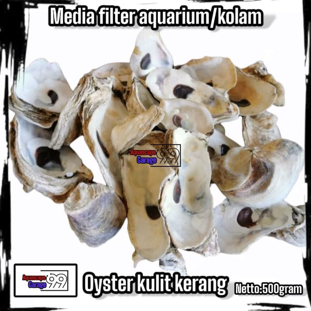Oyster 500 gram / oyster / kerang oyster / cangkang oyster / media filter / media filter koi / media