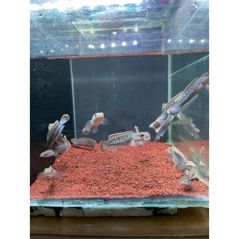 kardus stewarti 6-7cm