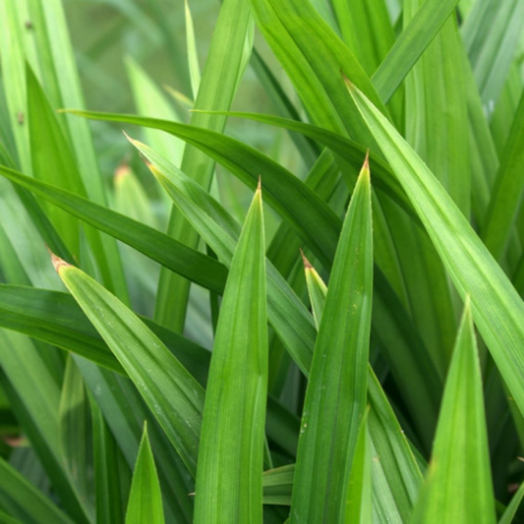 

Daun Pandan Per ikat