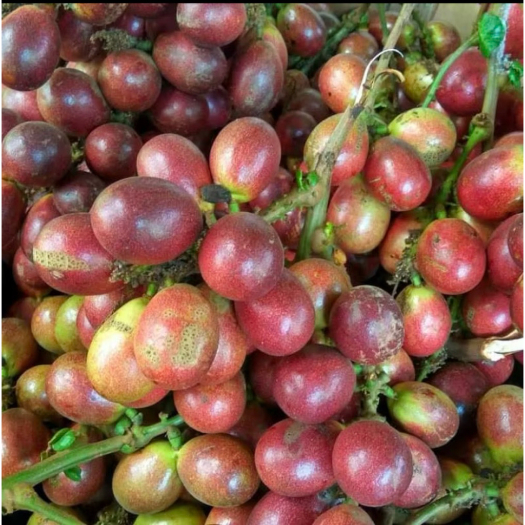 

buah matoa fres baru petik 1 kg