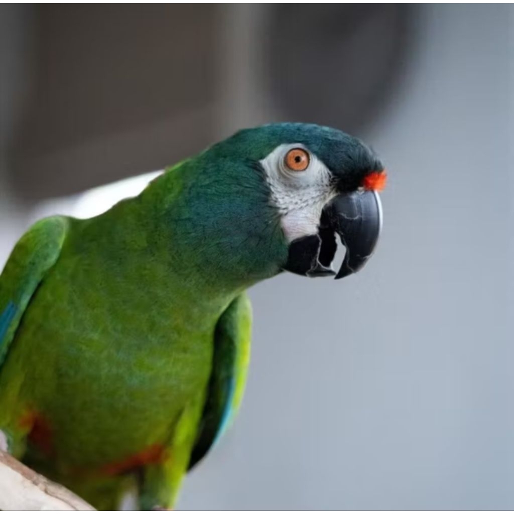 

telur fertil burung macaw Green winged garansi menetas