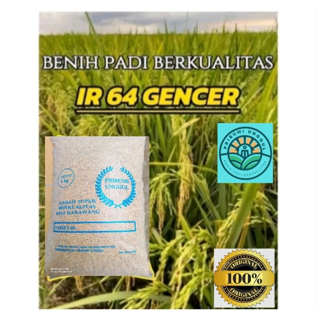 benih padi IR 64 GENCER super berkualitas unggul.1kg