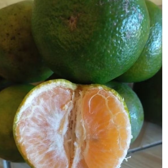 

Jeruk siam madu Semboro Jember 1kg