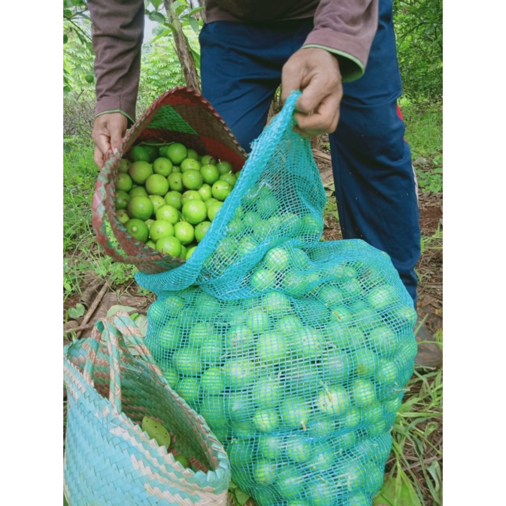 

Buah Jeruk Nipis Segar 1 KG