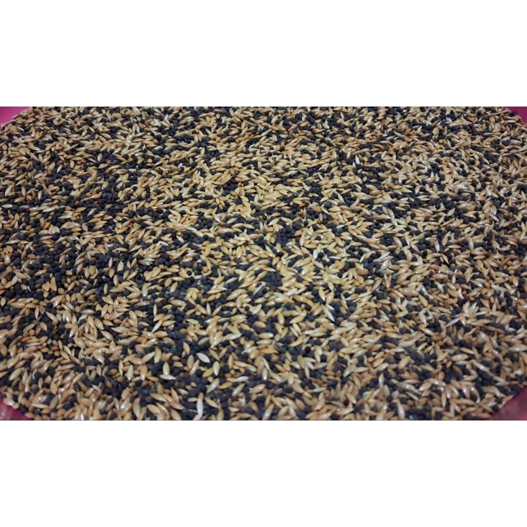 

pakan kenari seed campur 1 kg (Bersih)