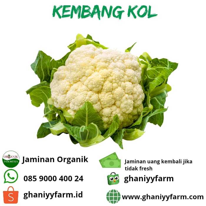 

Sayur Organik Kembang Kol Organik 500 Gram