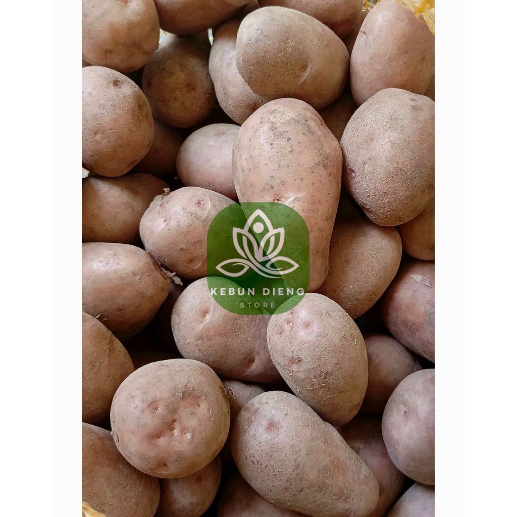

Kentang merah asli dieng 1 kg