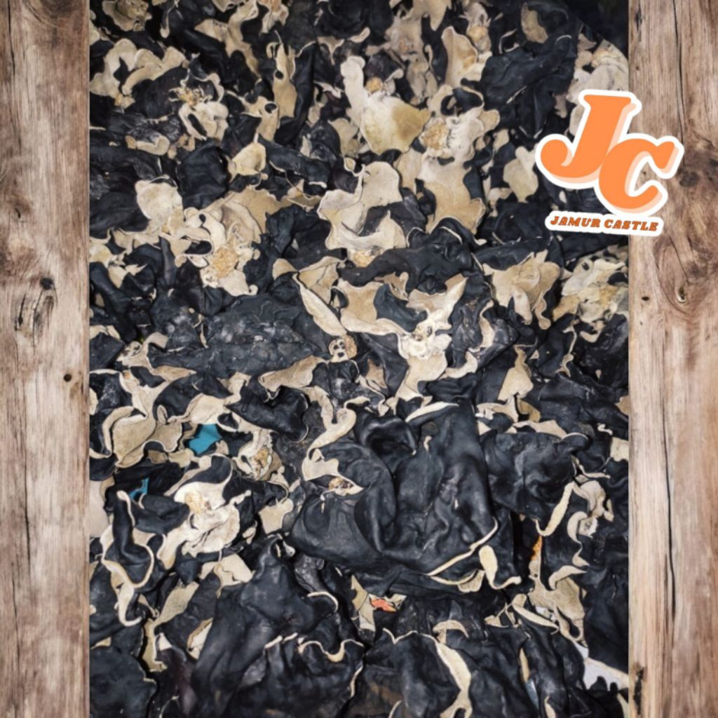 

Jamur Kuping Hitam Kering Grade A Super Sudah Sortir
