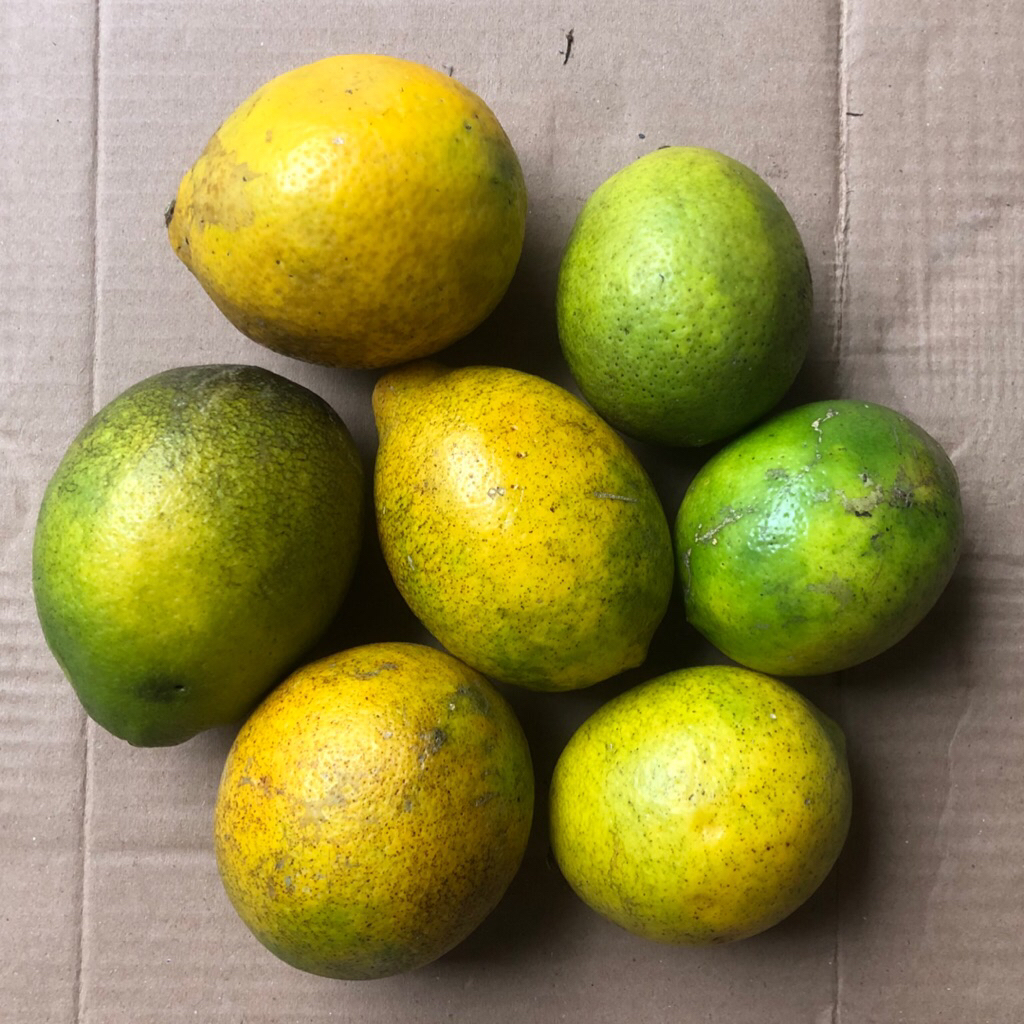 

Jeruk Lemon Segar Kaya VITAMIN C