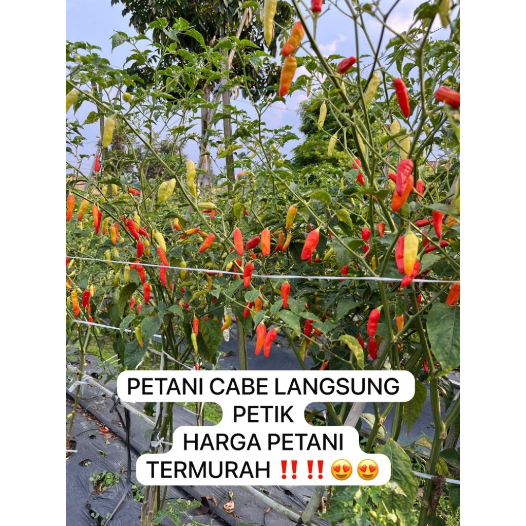 

Cabe rawit merah ORI TANPA BUSUK GARANSI UANG KEMBALI cabe rawit setan FRESH LANGSUNG PETIK DIKEBUN TERMURAH SHOPEE