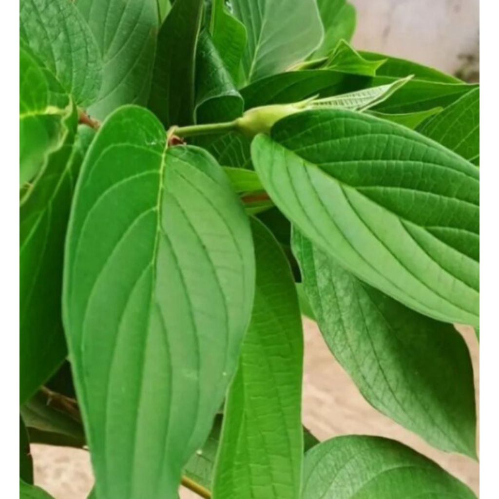 

daun sirih jawa segar 1kg/daun sirih hutan