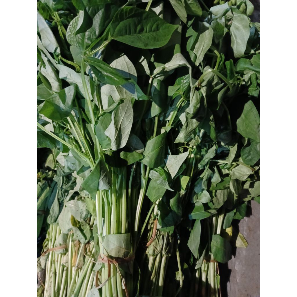 

DAUN KACANG PER IKAT