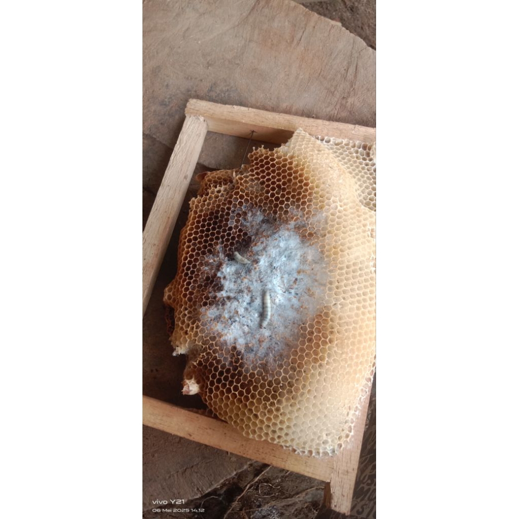 

Ulat Sarang Lebah Madu (5)_Ulat Langka Asli Dari sarang Lebah