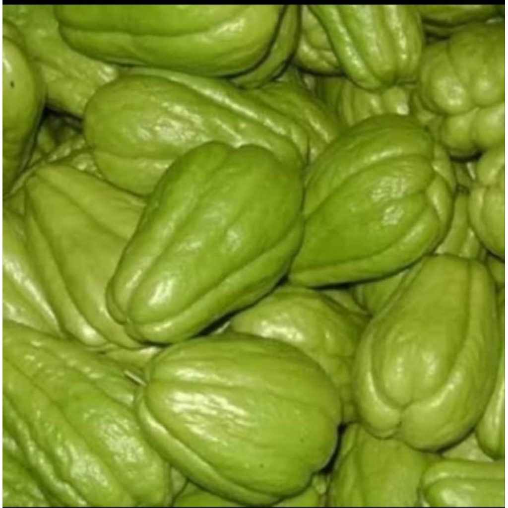 

Anak Jipang/Labu Siam