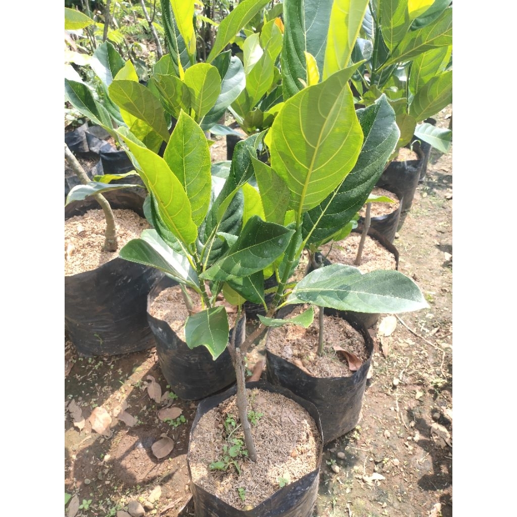 Pohon nangka mini okulasi