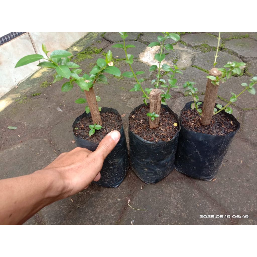 Bibit Bonsai Sancang