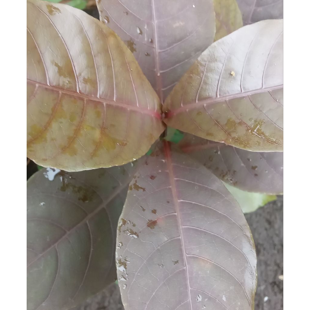 

Daun Ungu segar,herbal/ handeuleum/Wungu Per 30 lembar di Petik ketika order masuk