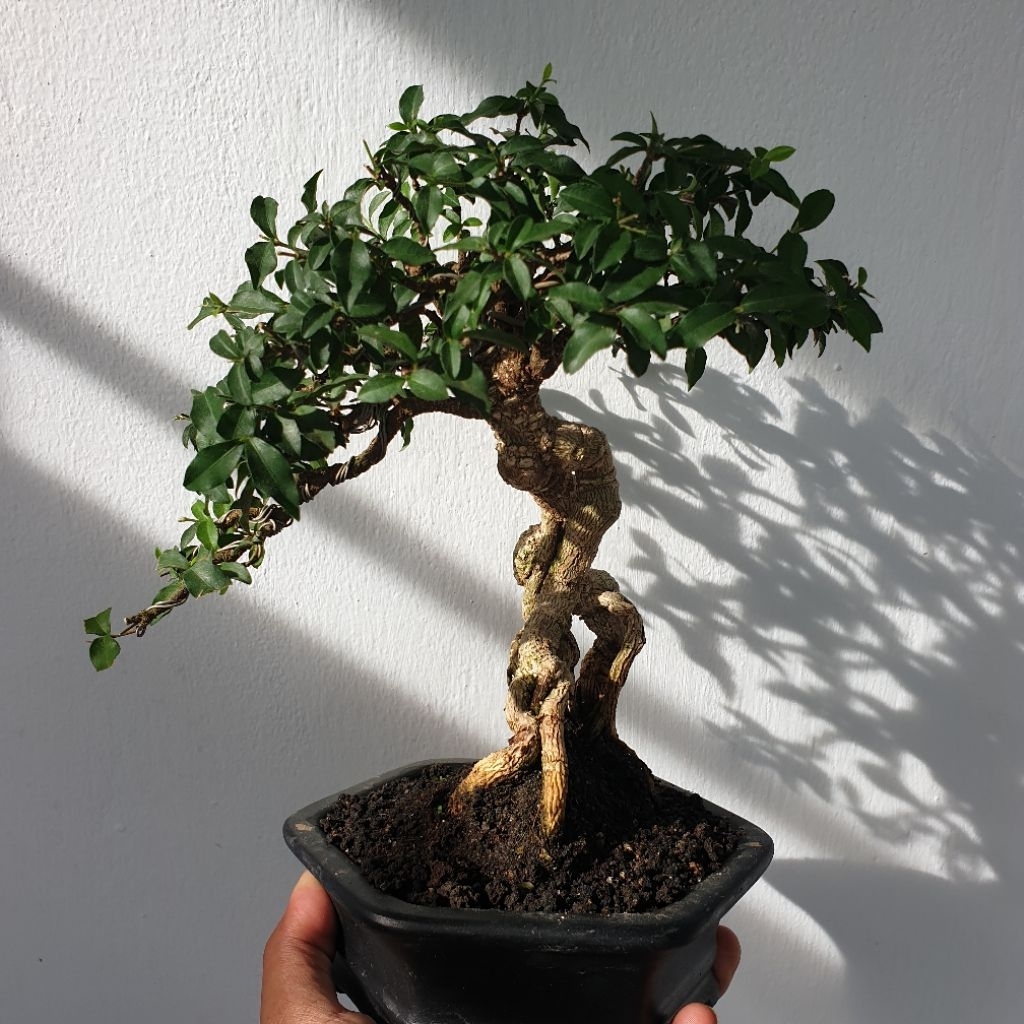 Bonsai sakura mikro karakter unik siap pajang