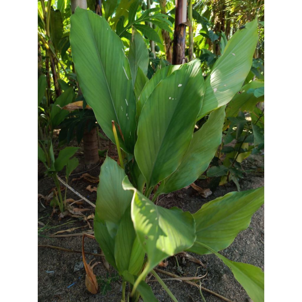 

daun kunyit segar rempah indonesia