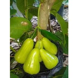 [Promo] Bibit Buah Jambu Air Green Giant/Jambu Air Hijau/Jambu Air Bibit Unggul