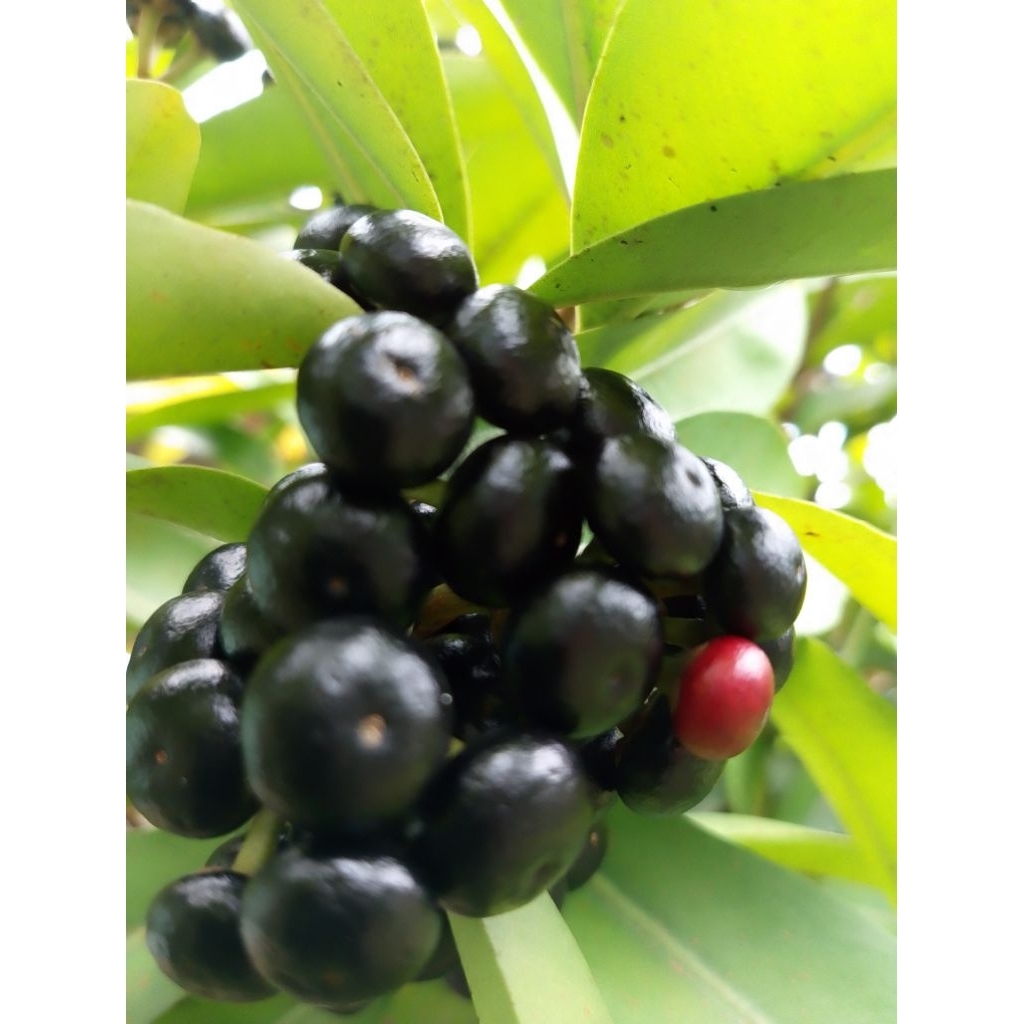 

150 gram buah lampeni segar