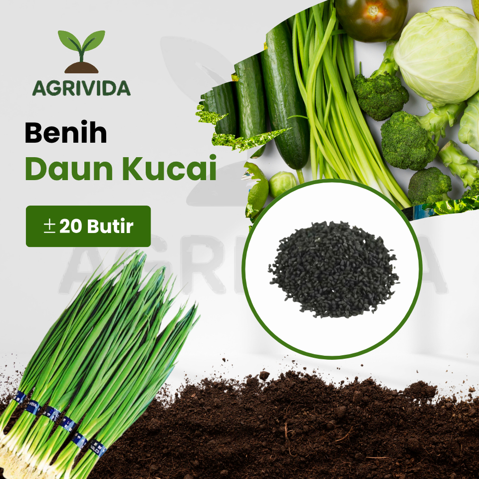 Benih Daun Kucai Siap Tanam 20 Butir