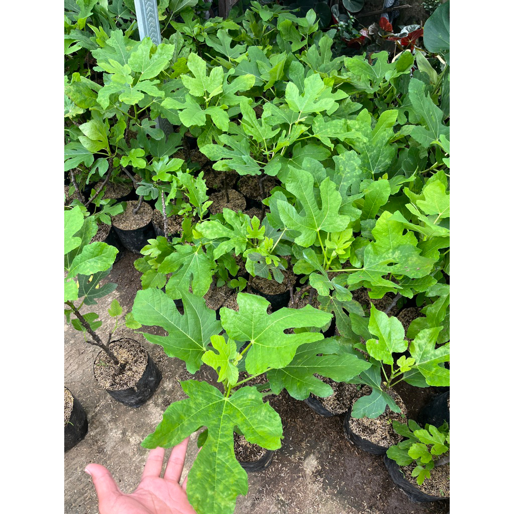 Tanaman Buah Tin Cepat Berbuah - Bibit Tanaman Buah Tin