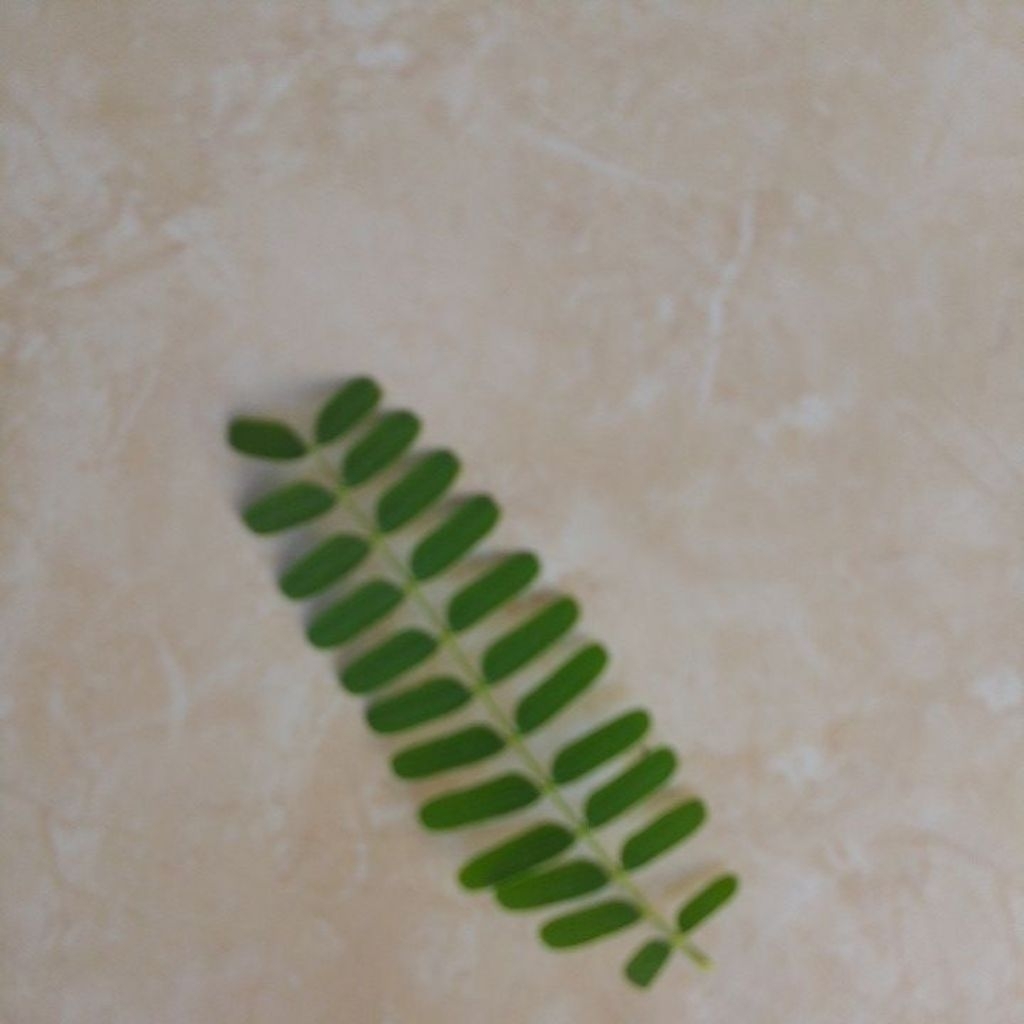 

Daun Sinom Segar 100 gram Pohon Sendiri