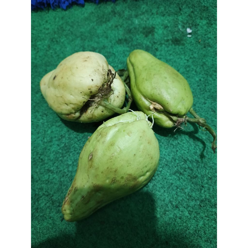 

BIBIT LABU SIAM SUPER