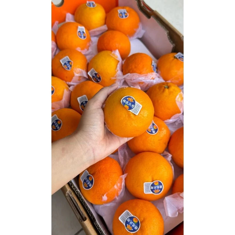 

Buah Jeruk Wogan Import Manis