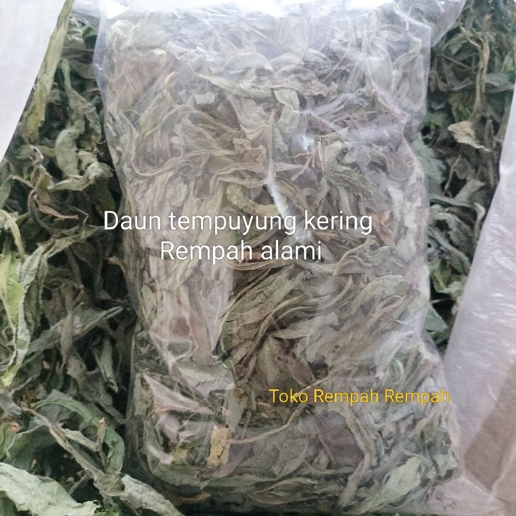 

Daun tempuyung kering Rempah alami kemasan 100grm