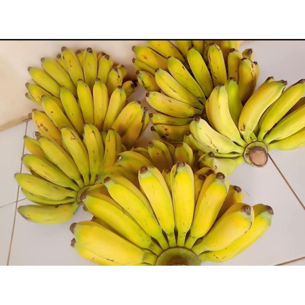 

Pisang Raja Bulu & Raja Cere Murah 1kg Gratis Ongkir Bisa COD