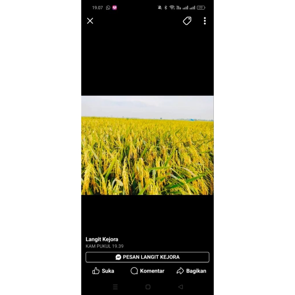 BENIH PADI GHG HERKULES