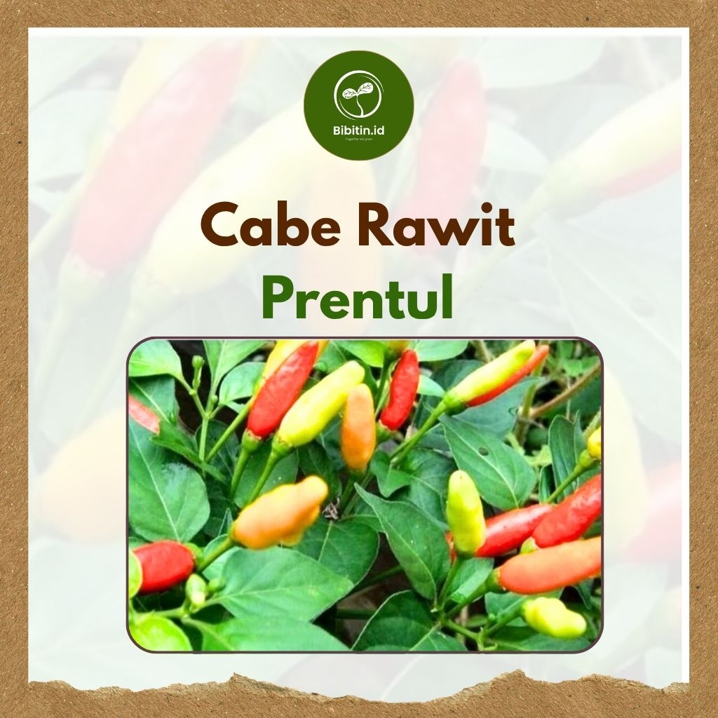 Bibit Cabe Rawit Prentul - Cabe Rawit Prentul Pendekar - Benih Cabe Rawit Murah - bibitin.id1