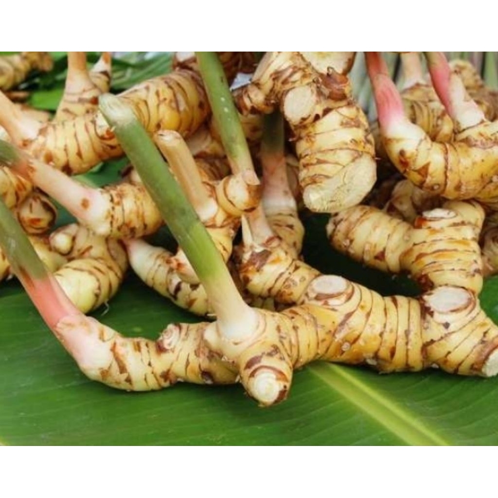 

LENGKUAS PREMIUM 100GRAM