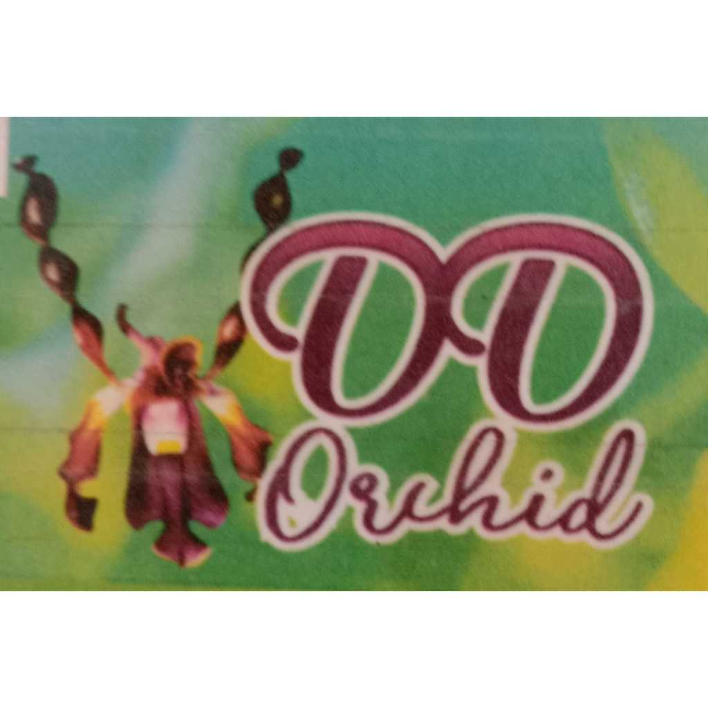 Bibit Anggrek Keriting DD Orchid Seedling | Tanaman Hias Favorit Pecinta Anggrek