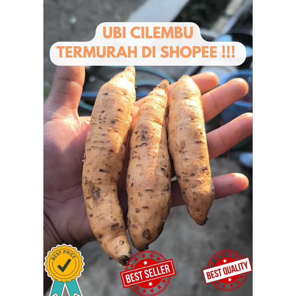 

TERMURAH DI SHOPEE! UBI CILEMBU KECIL 1 KG ISI BANYAK