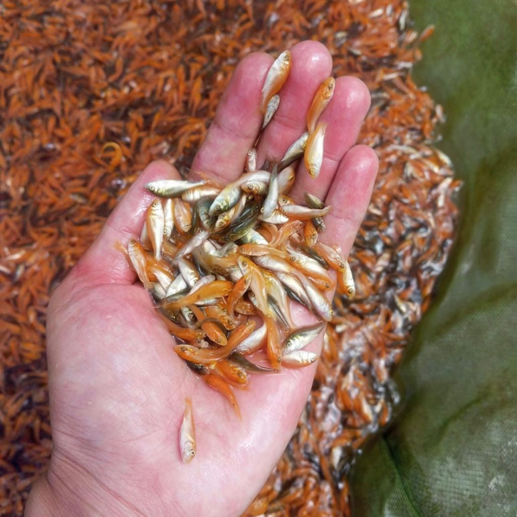 [BONUS PAKAN] Paket 100 Ekor Bibit Ikan Mas Merah Lokal Size 2-3cm