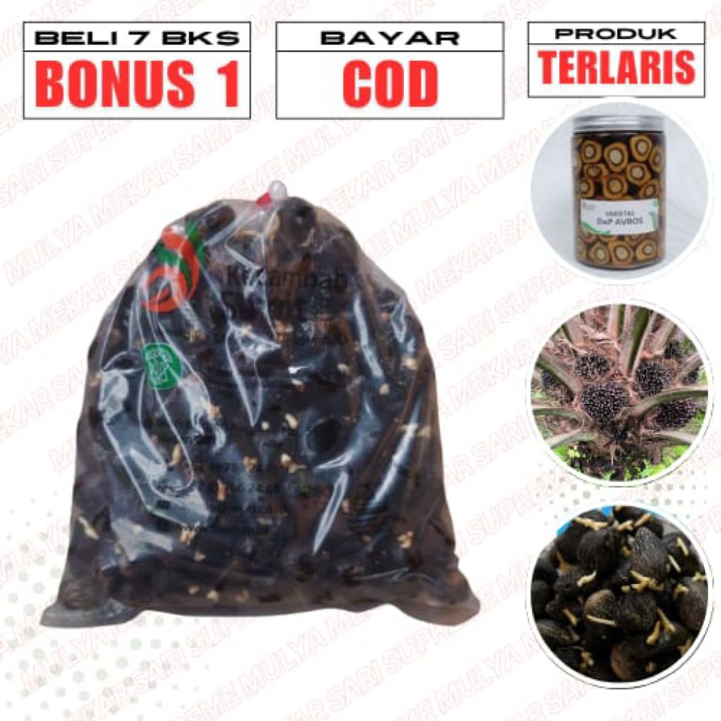 BENIH KECAMBAH SAWIT PPKS 718 UNGGUL