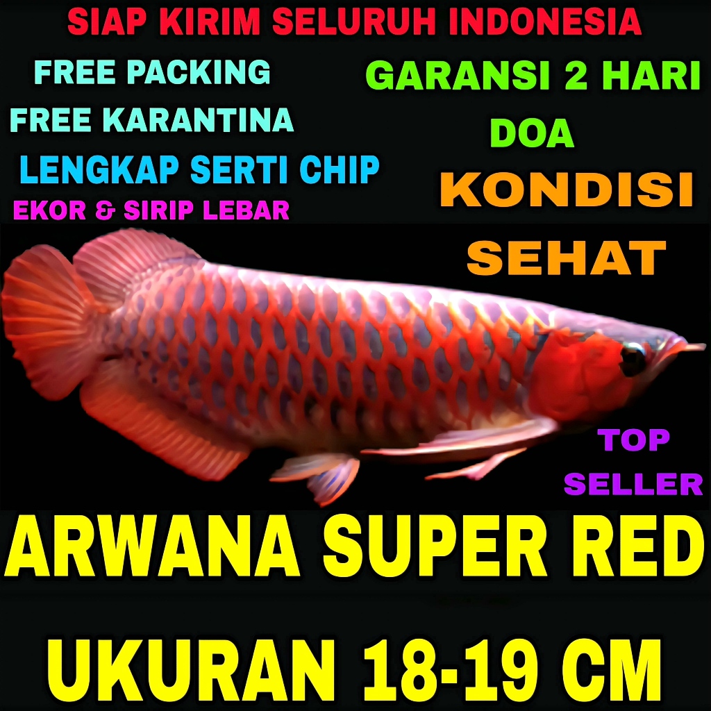 HIASAN ARWANA SUPER RED DRAGON SCLEROPAGES FORMOSUS UKURAN 18-19 CM