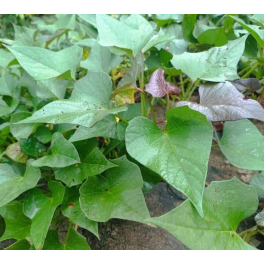 

Jual daun umbi ungu segar organink petik langsung 250 g