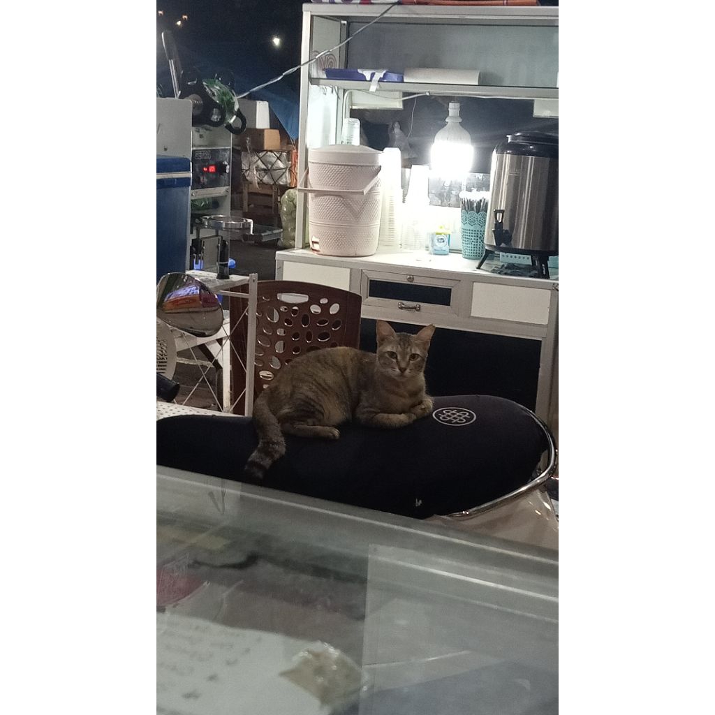 Kucing Kampung Steril