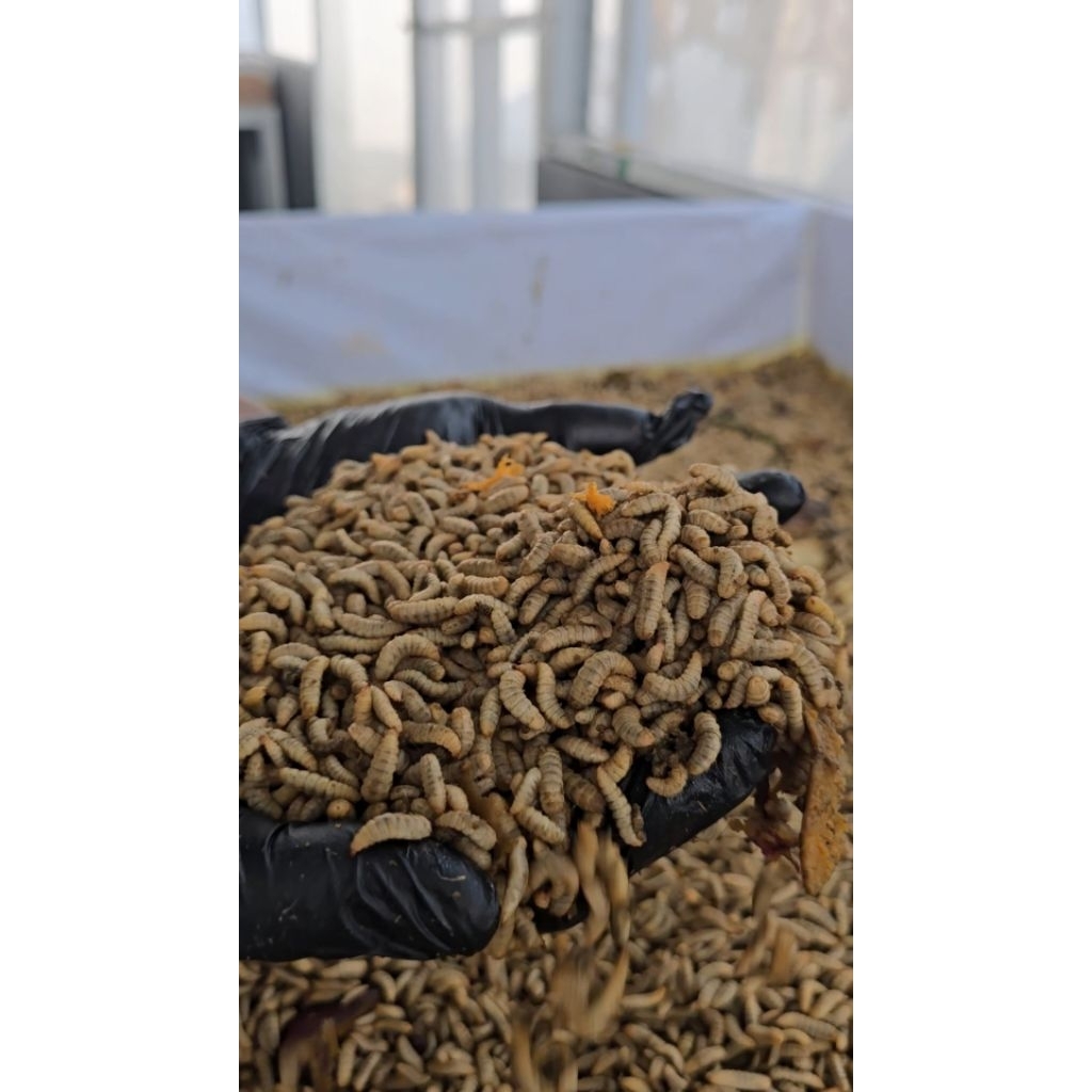 Fresh Maggot / Larva BSF