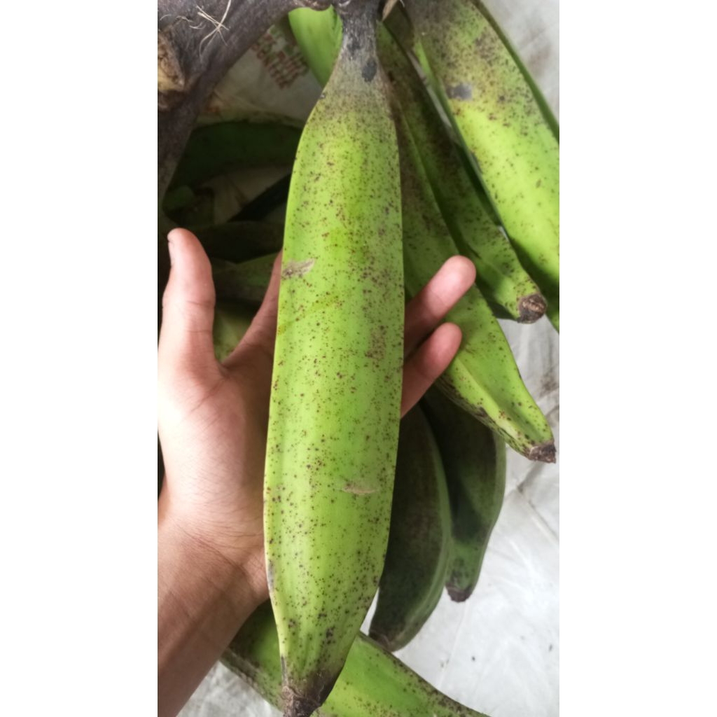 

pisang tanduk jumbo 1pcs