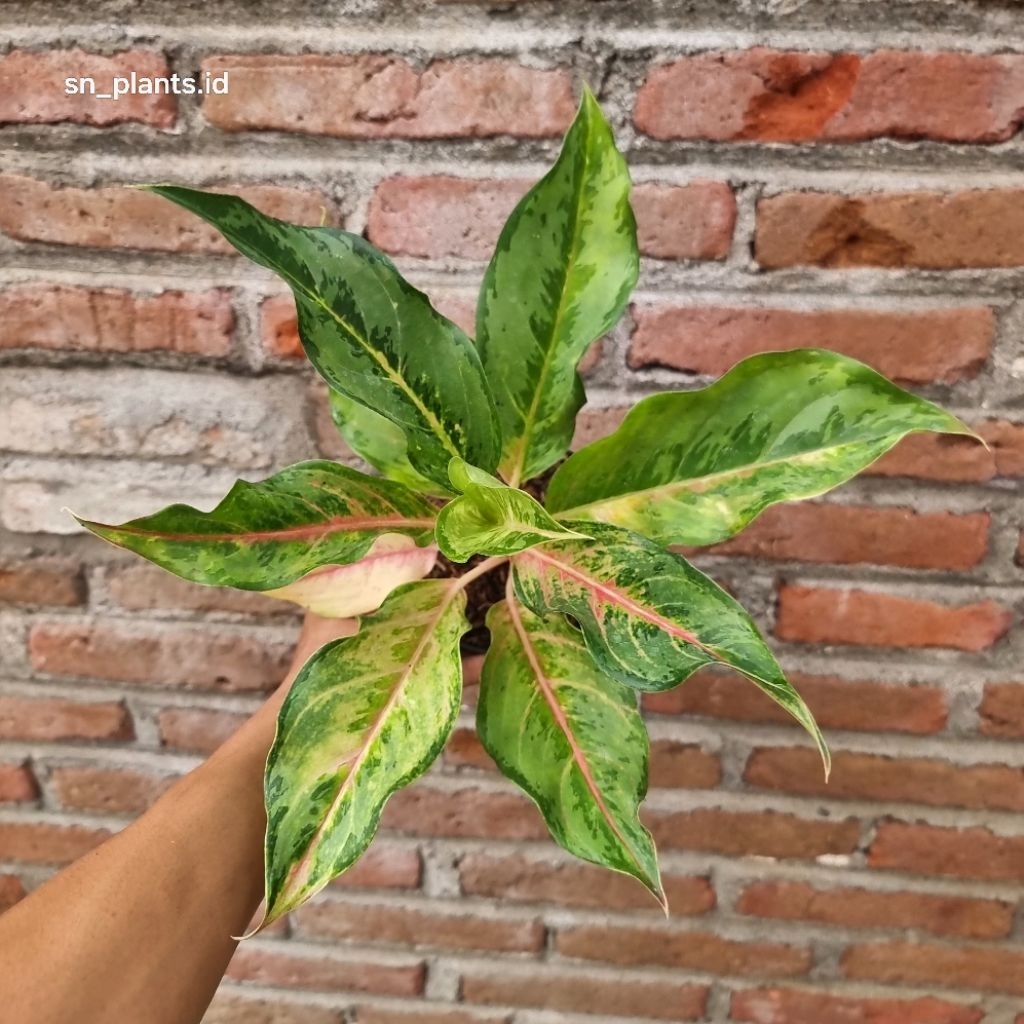 tanaman hias aglonema siam pearl remaja.(asli tanian lokal )