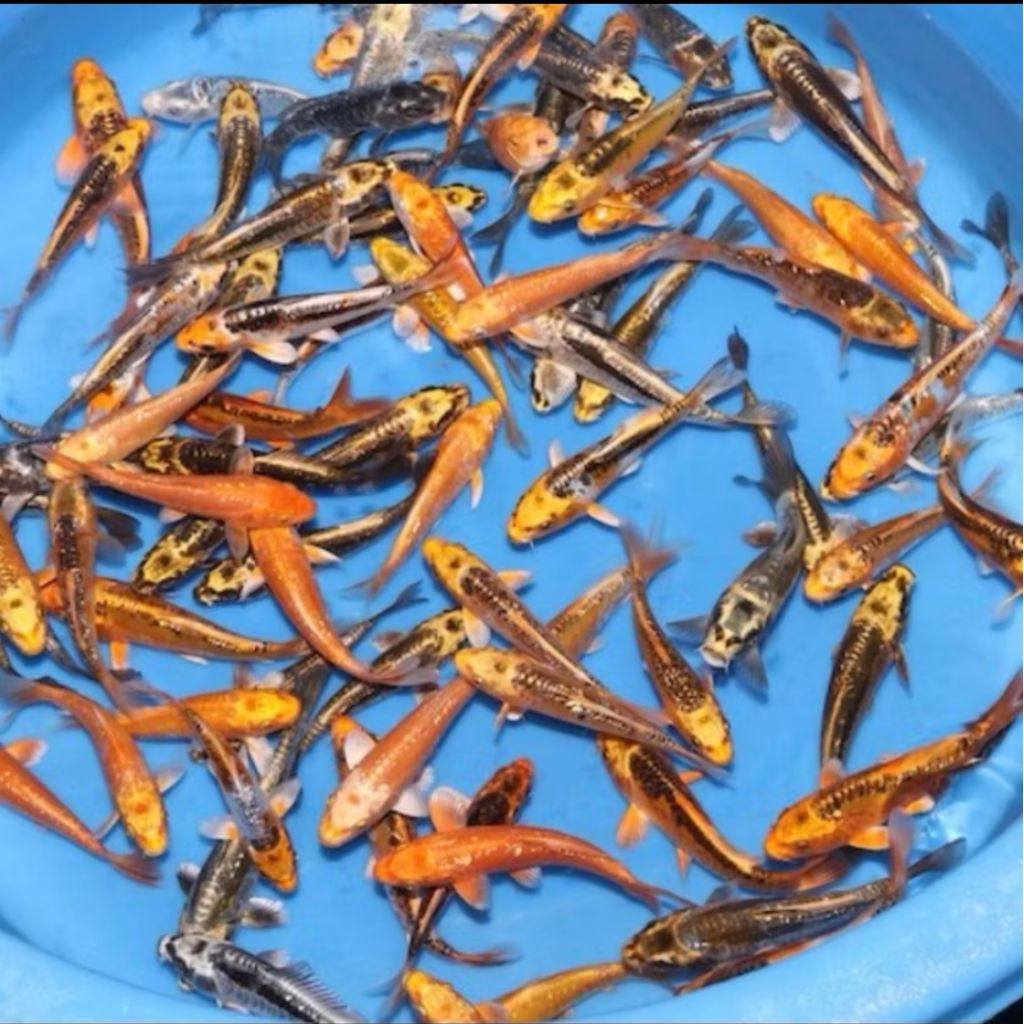 

metalik Non slayer Paket 10 ekor