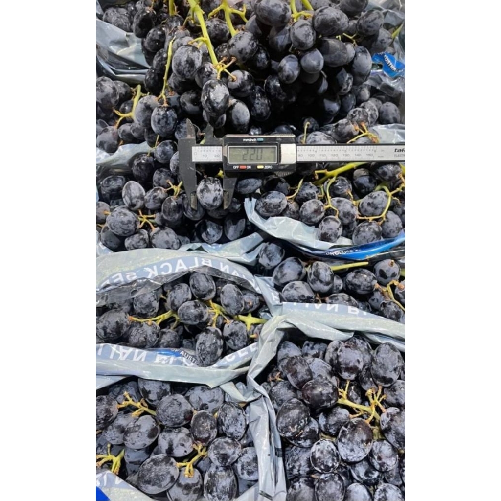 

ANGGUR BLACK AUTUMN AUSTRALIA MANIS