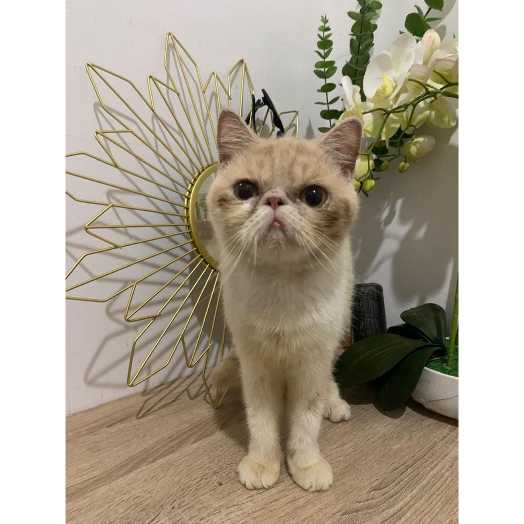 Kucing Exotic short hair Peaknose (kusus sameday/instan)
