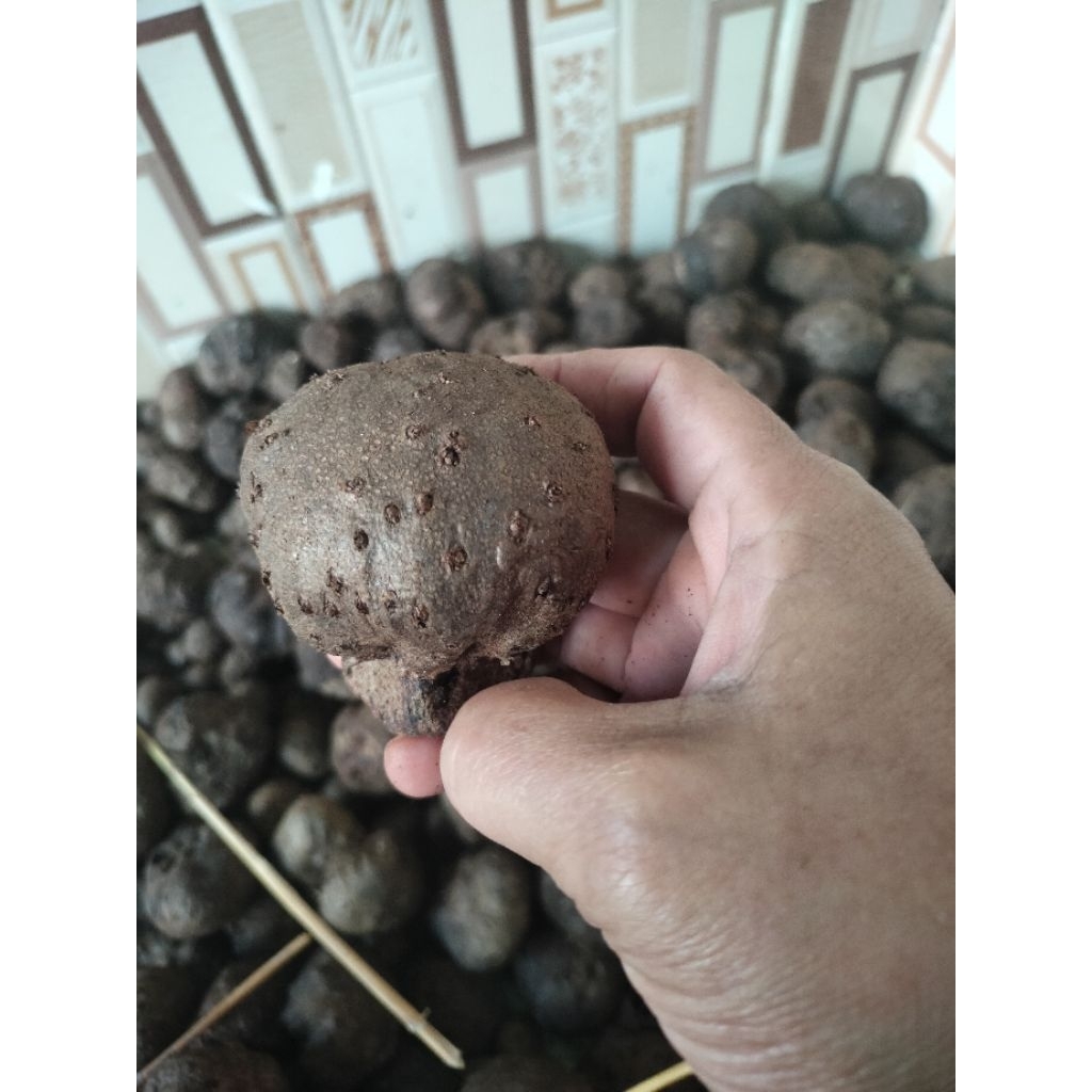 bibit Porang katak super isi 50 bj satu kg sudah karantina siap untuk di tanam