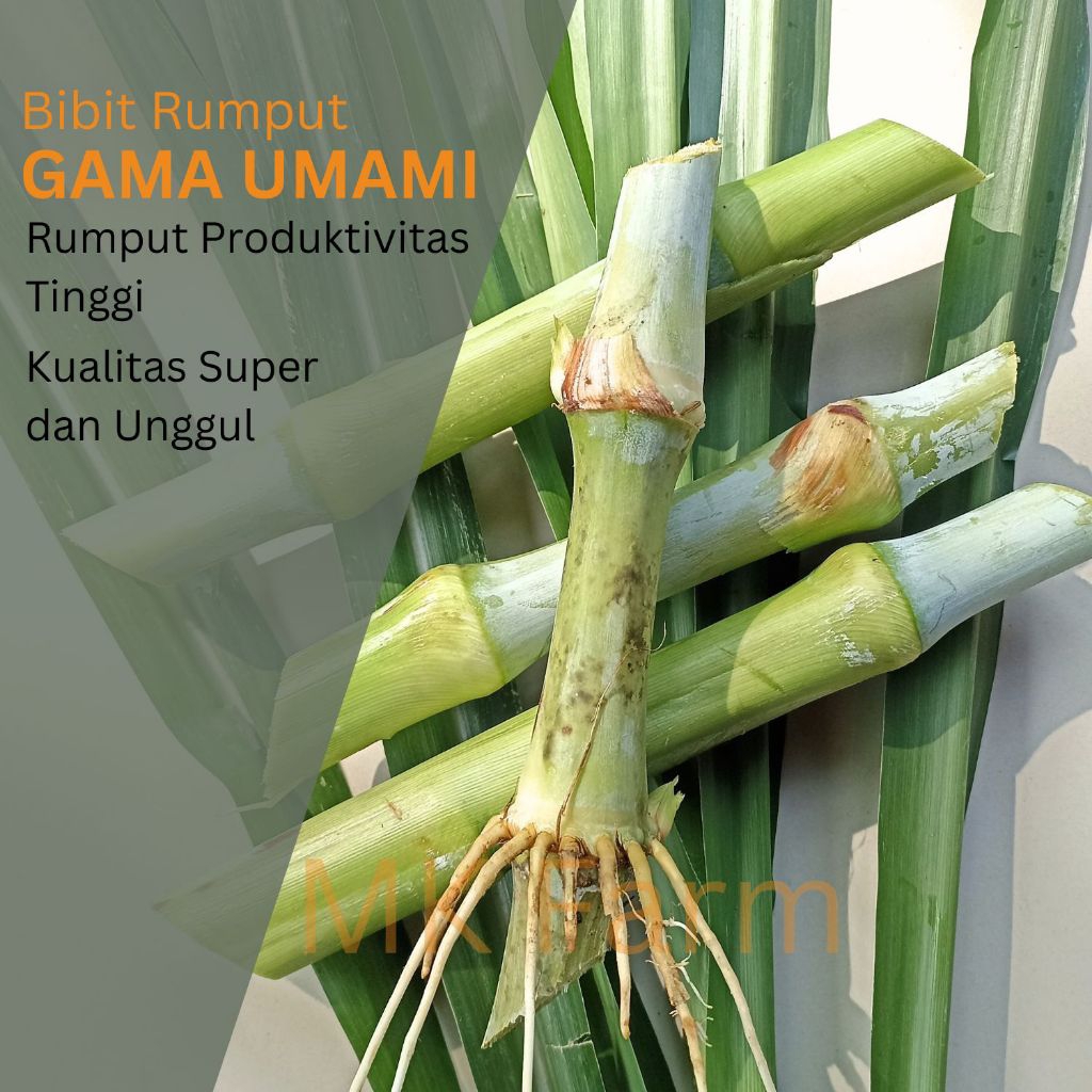 Bibit Rumput Gama Umami 2 Ros